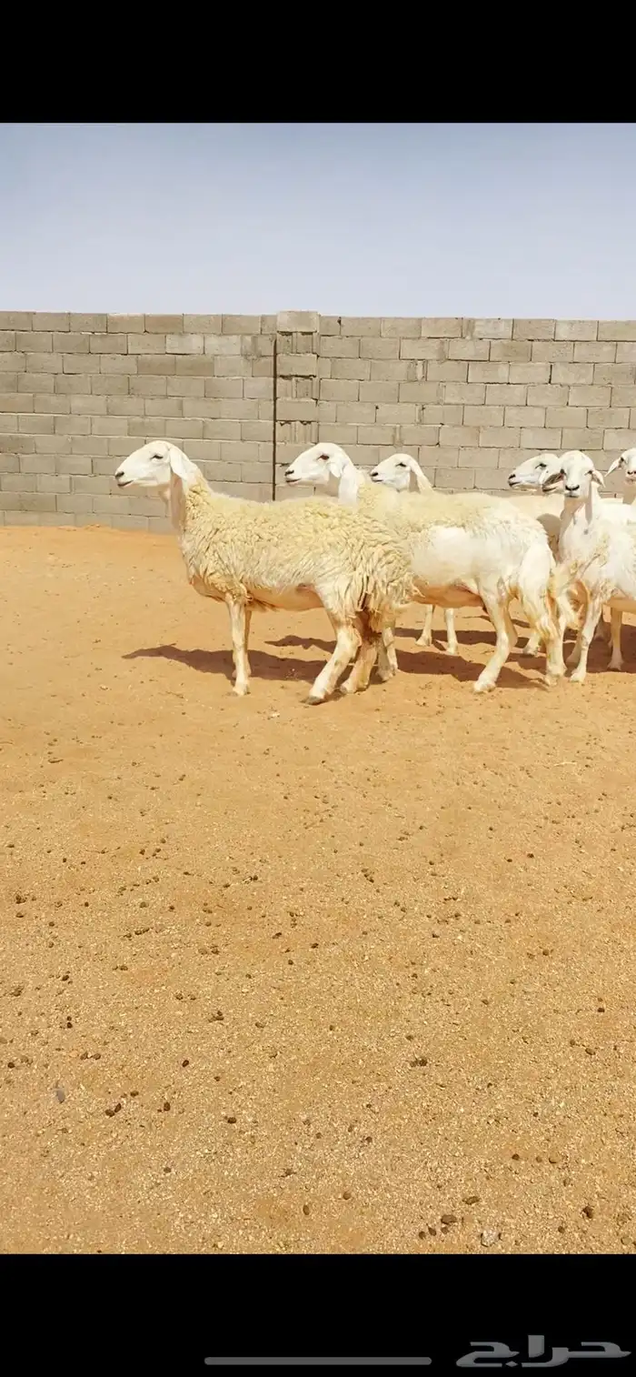 غنم حريات حرش صنف فاخر دفيع (( تمم البييع )) 5