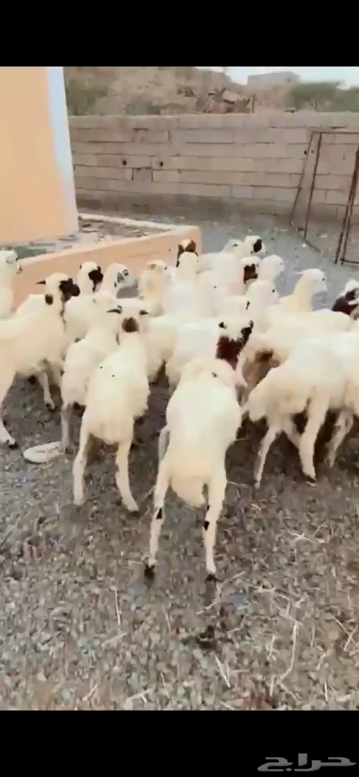 رخال رفيدية  محايل عسير 3