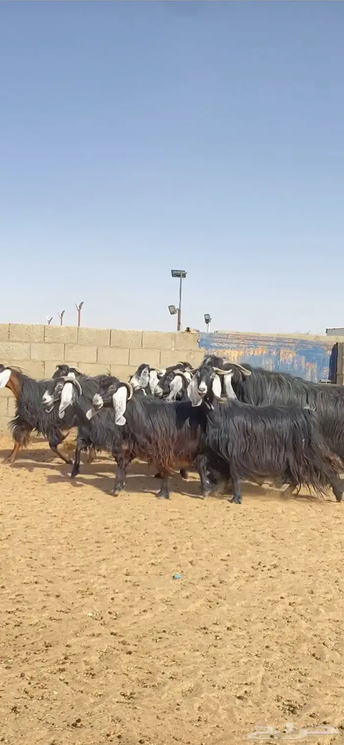 معزا عوارض خلفات فاخره 0