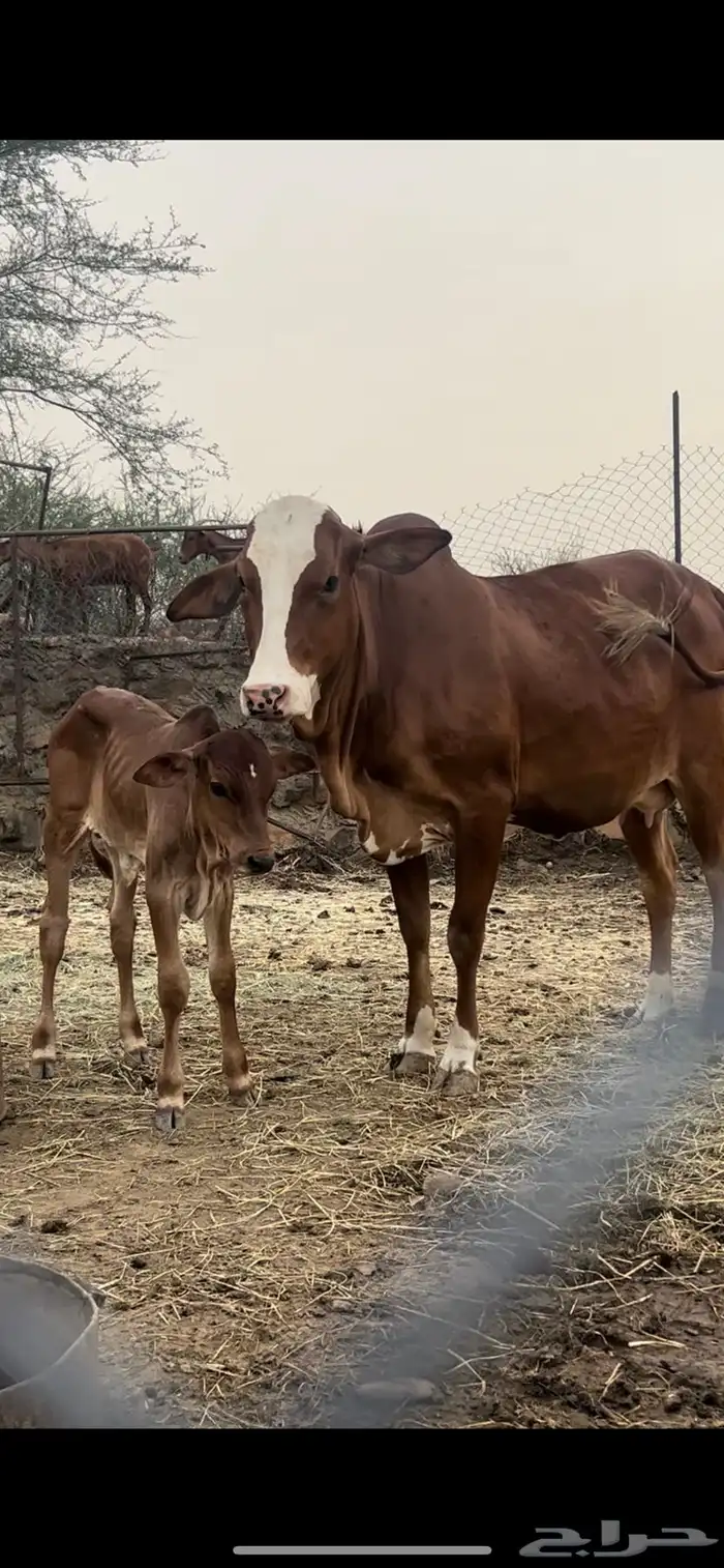 بقره تحت ذكر للببيع 0