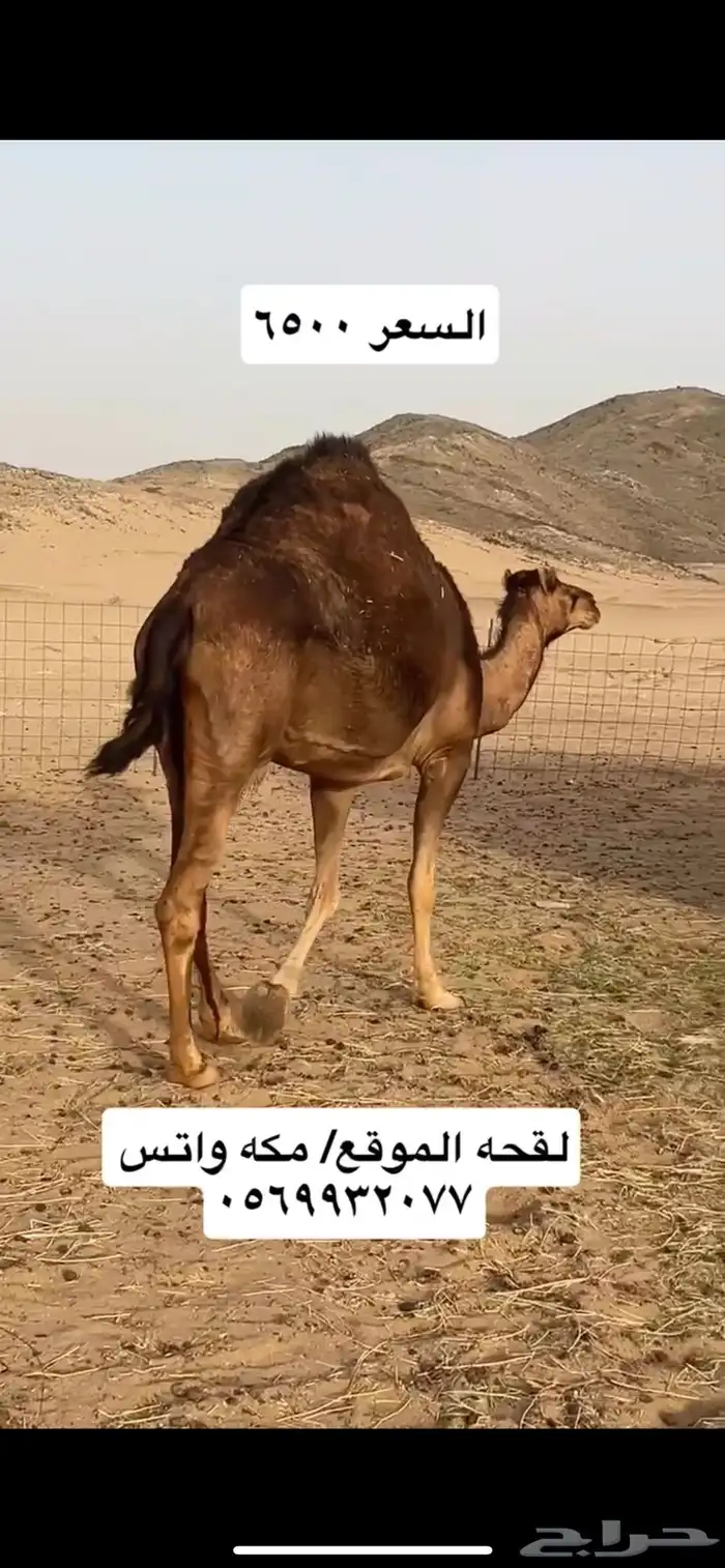 ناقه لقحه 1