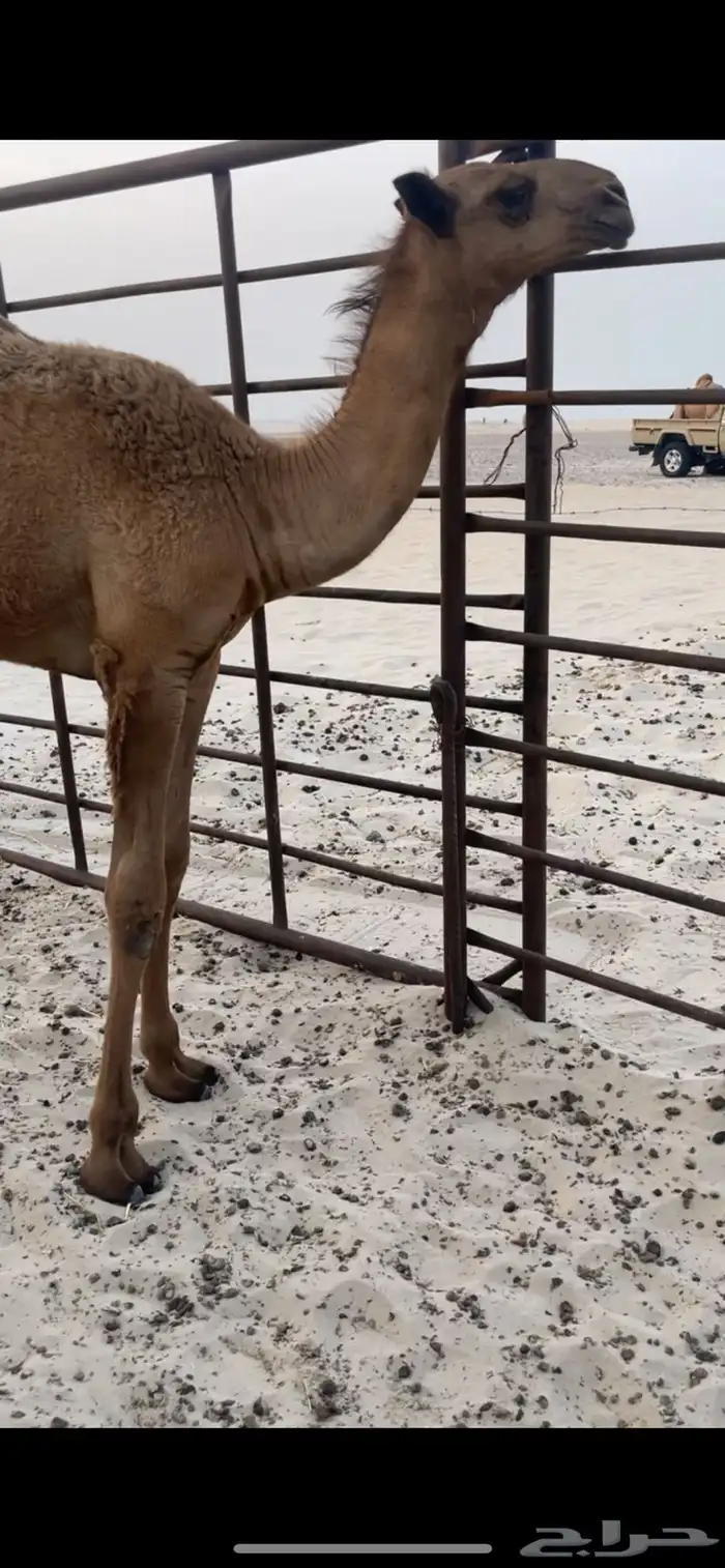 حوار كفو قعود 1