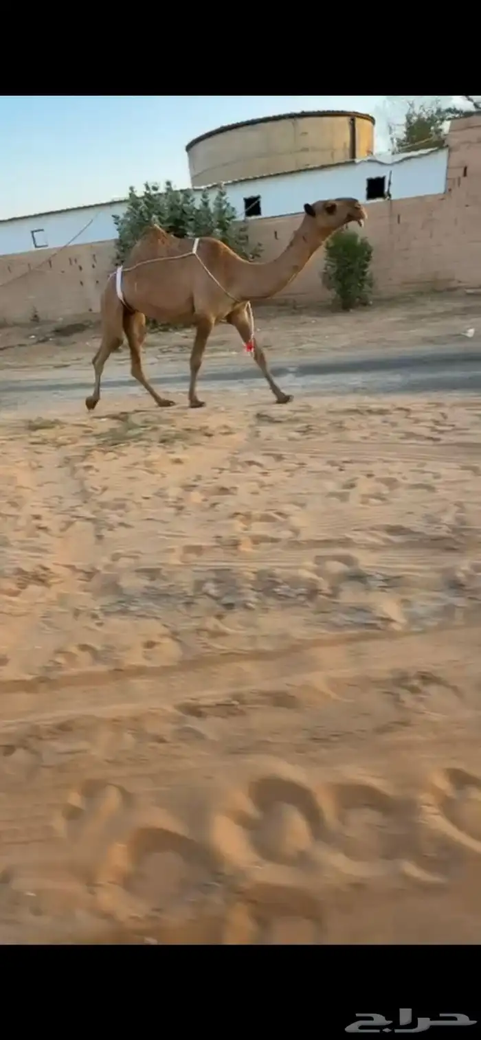للبيع شعلا رباع خفوت 0