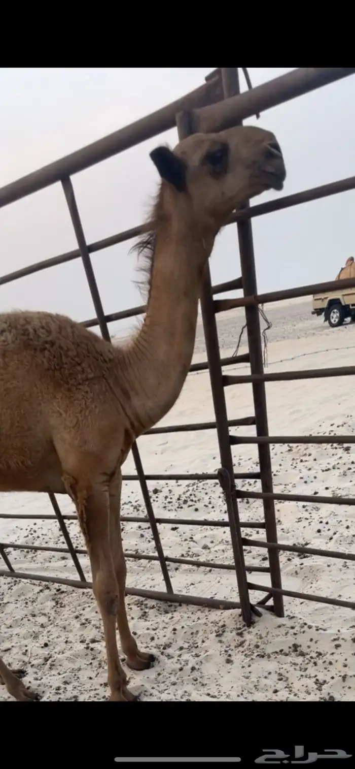حوار كفو قعود 0