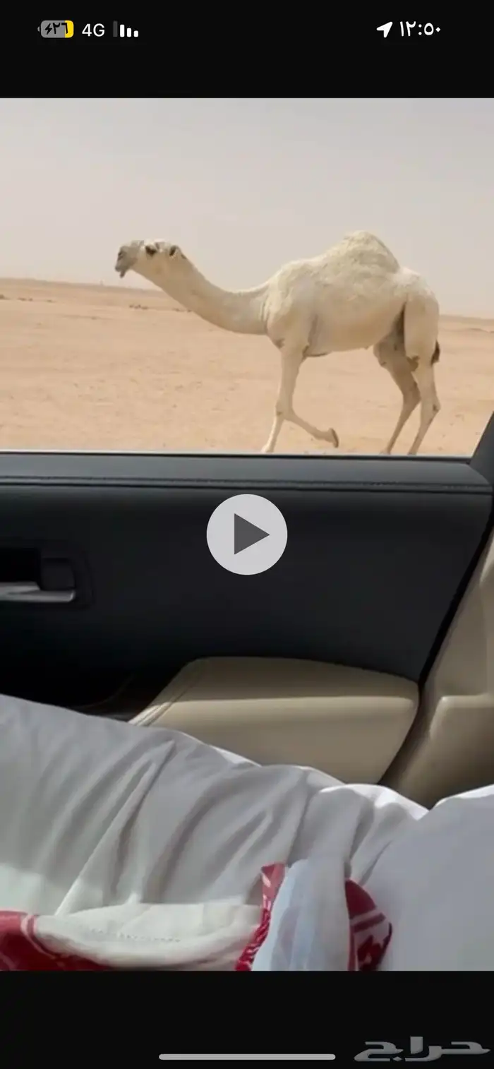 للبيع القعود الكفو الكفو علي جميع الشروط به مستقبل امه 0