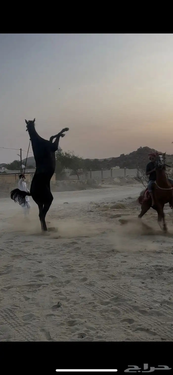 حصان شعبي كفو 2