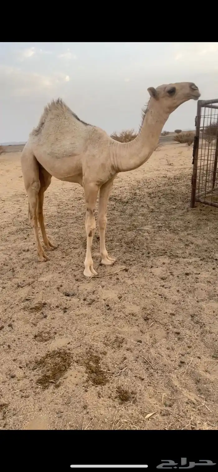 عشرا بكر تحتها بكره 1