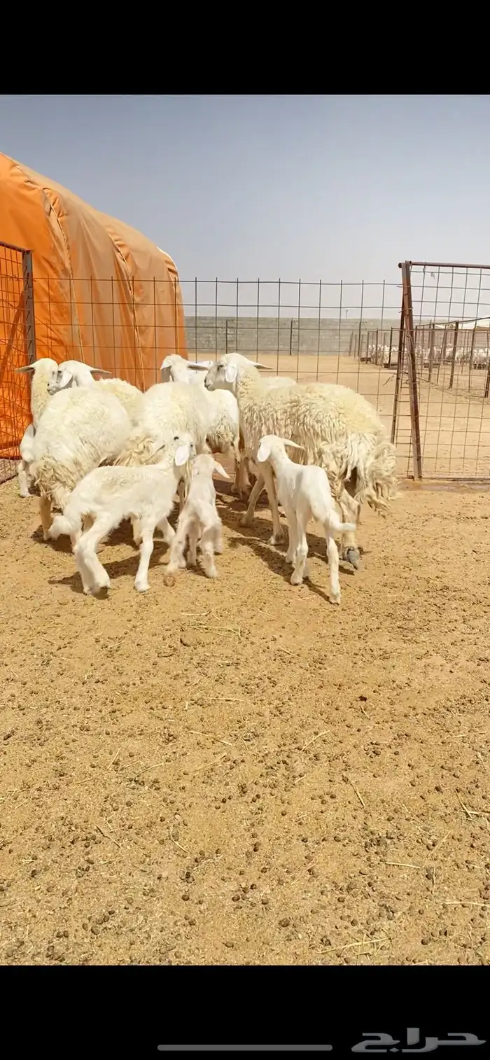 غنم حريات حرش صنف فاخر دفيع (( تمم البييع )) 14