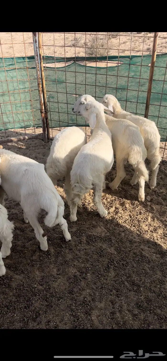 بهم تربيه مراح 0