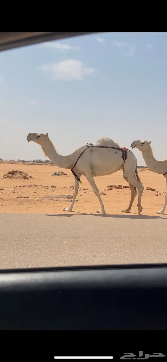 ضروبه ضريبه وضحا طيبه وعظمها طيب 0