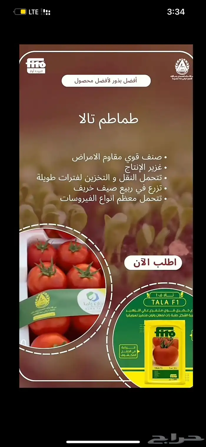 شتلات طماطم 5