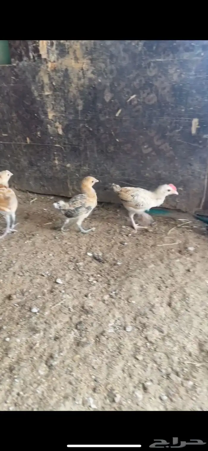 صيصان فروخ دجاج بلدي 1