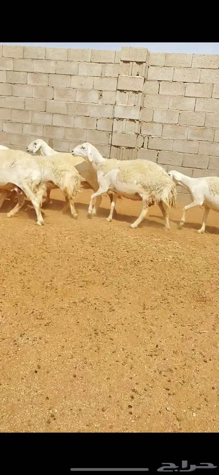 غنم حريات حرش صنف فاخر دفيع (( تمم البييع )) 9