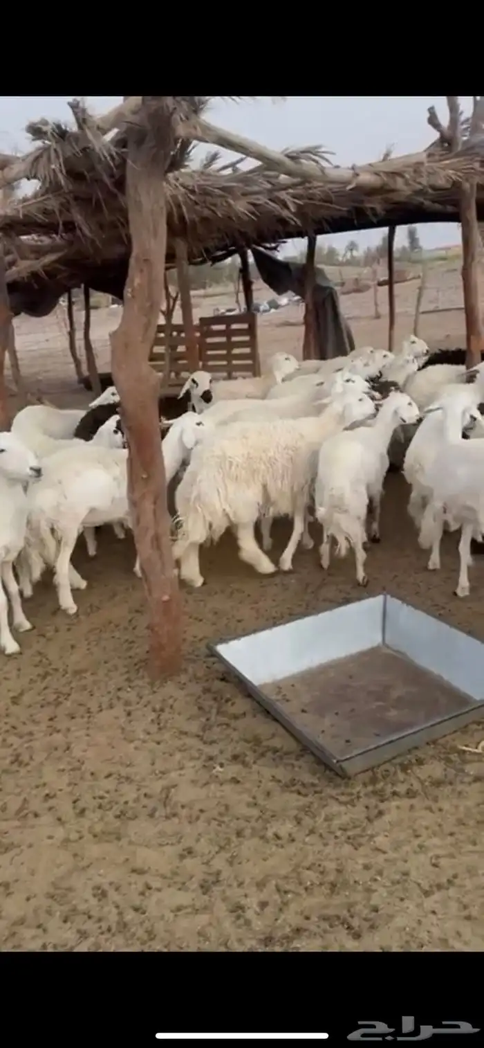 رخال حريات 1