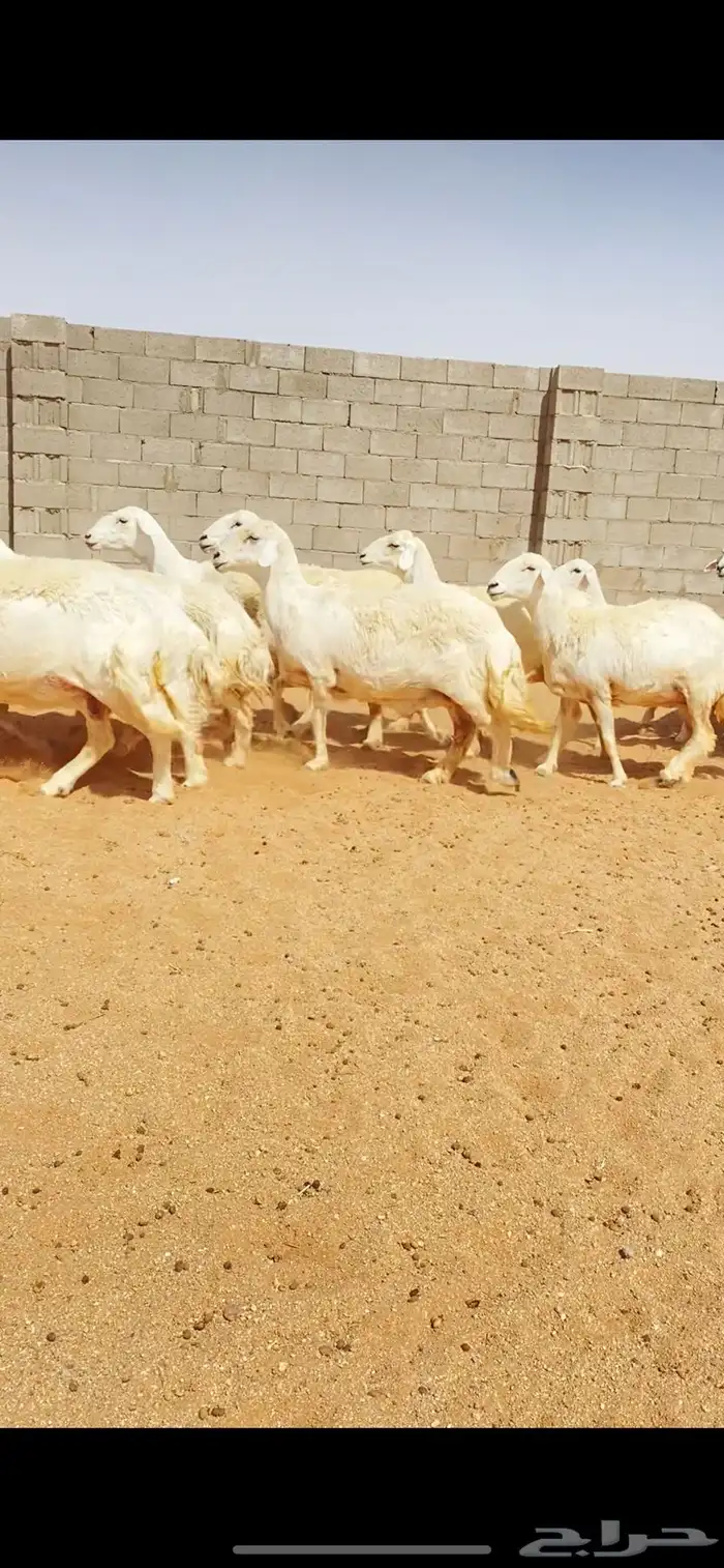 غنم حريات حرش صنف فاخر دفيع (( تمم البييع )) 2