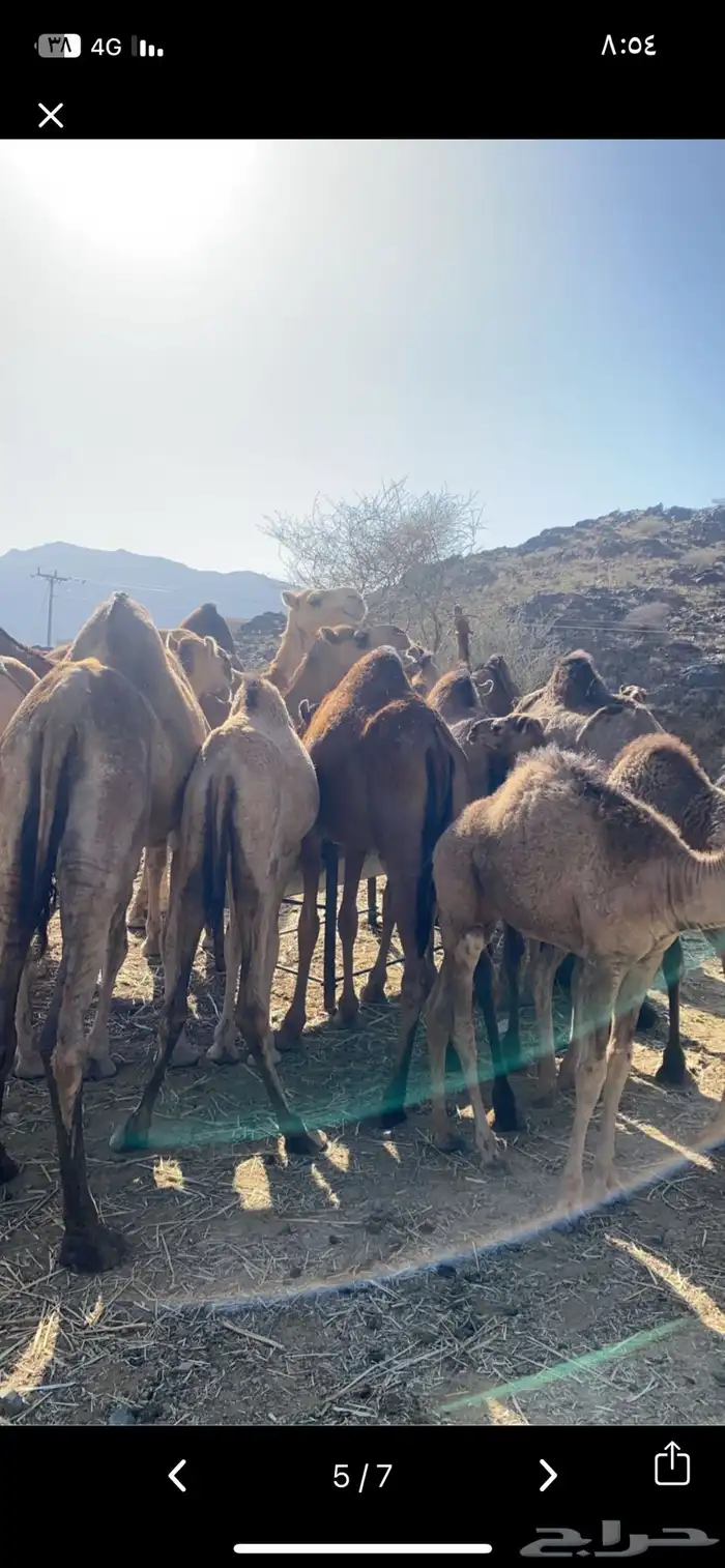 مطططلوب ابل حمر مزاين 0