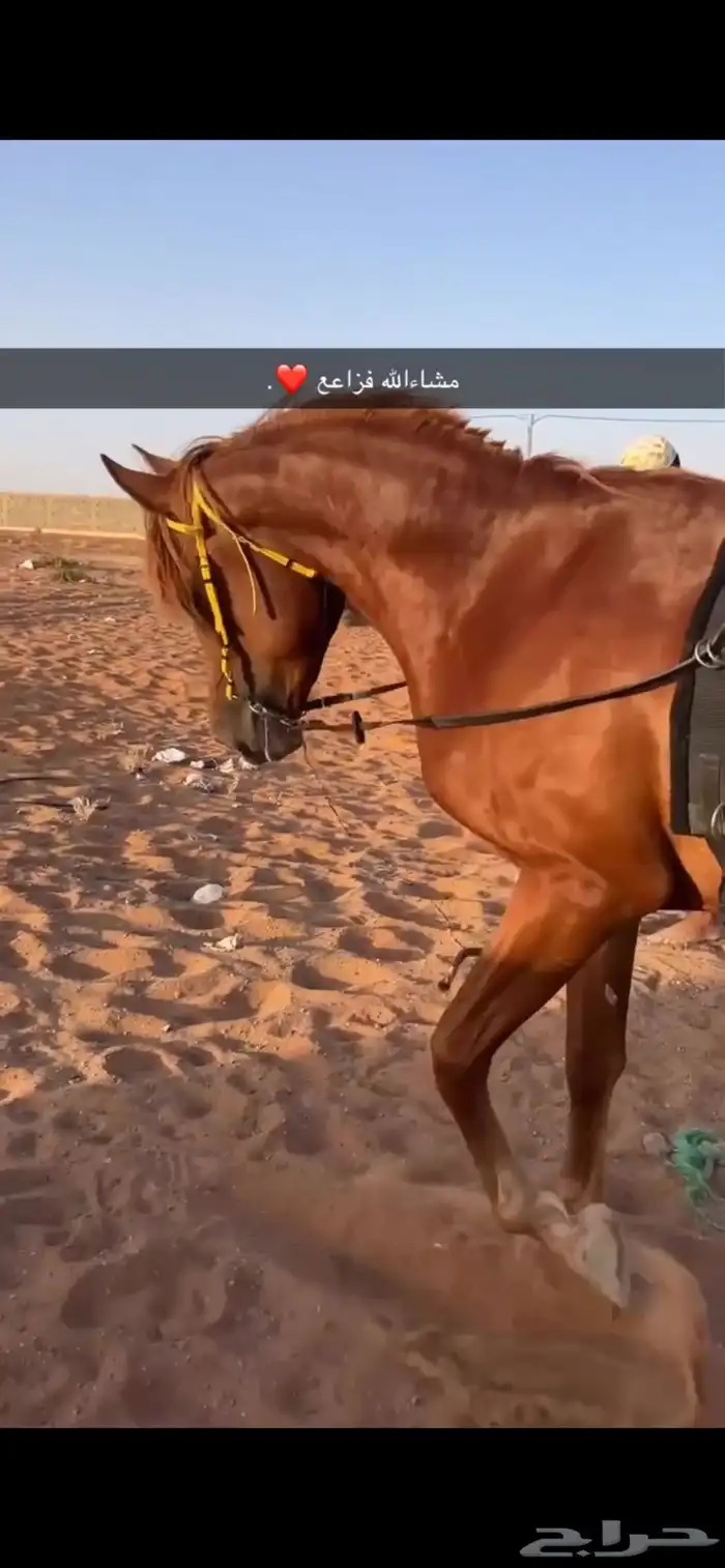 حصان شعبي حار 3