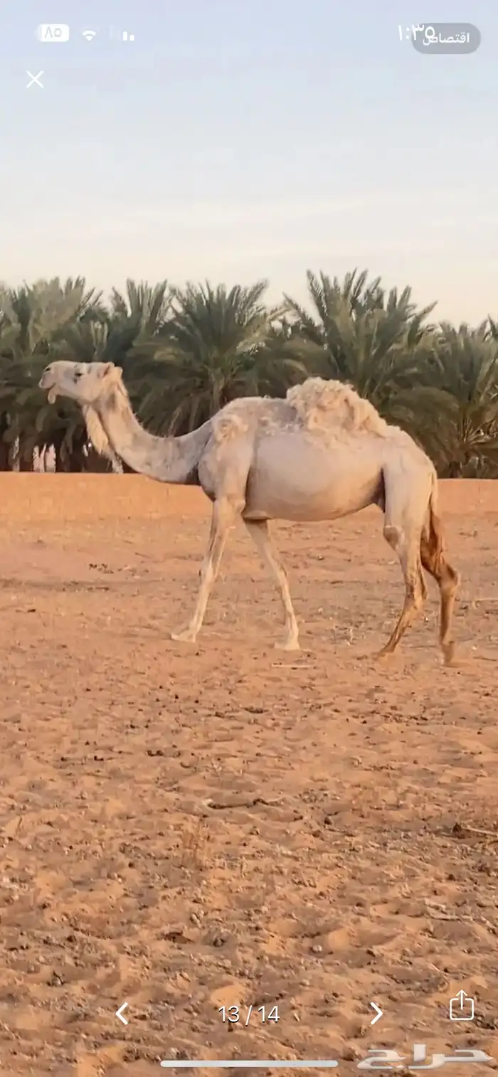 ناقة وضحى طيبه 3