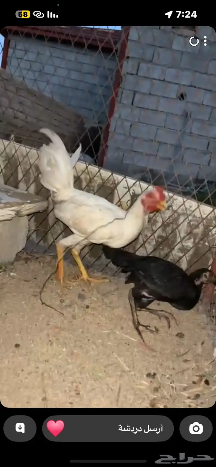 دجاج باكستاني وبلدي للبيع 0