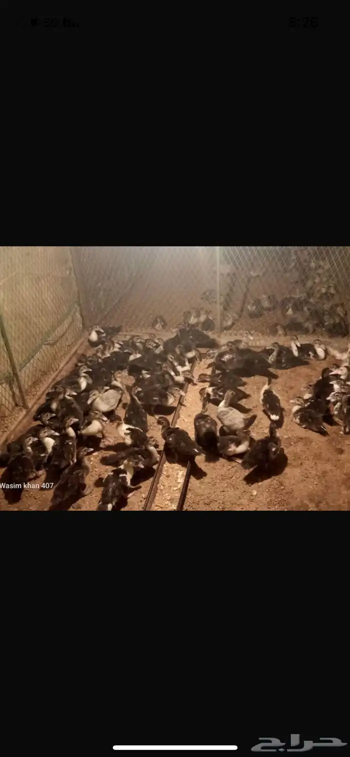 صوص بط مكسوفي شهرمان بح 4