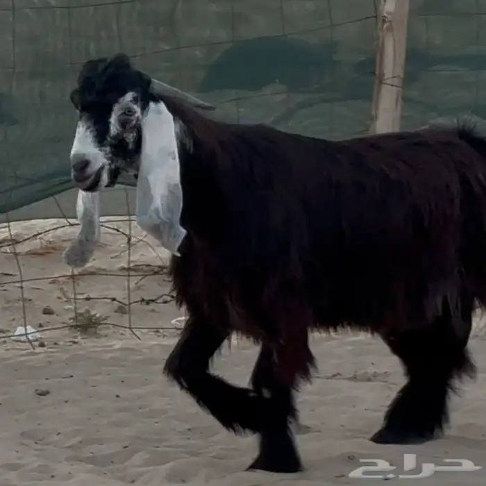 تيس عارضي جذع 3