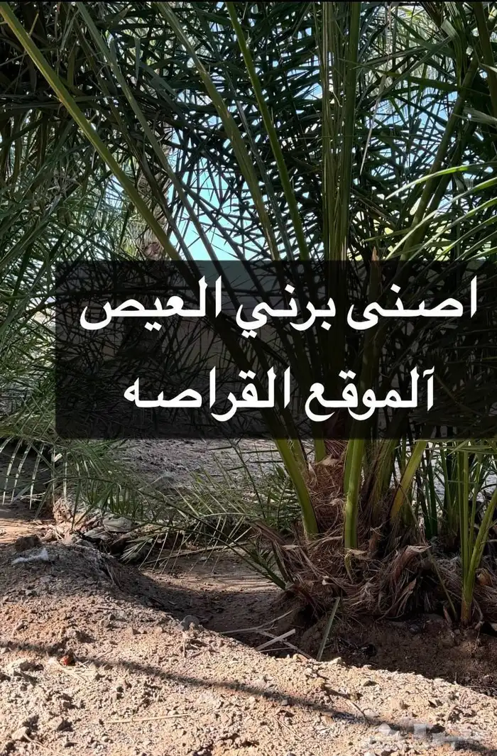 برني العيص. 0