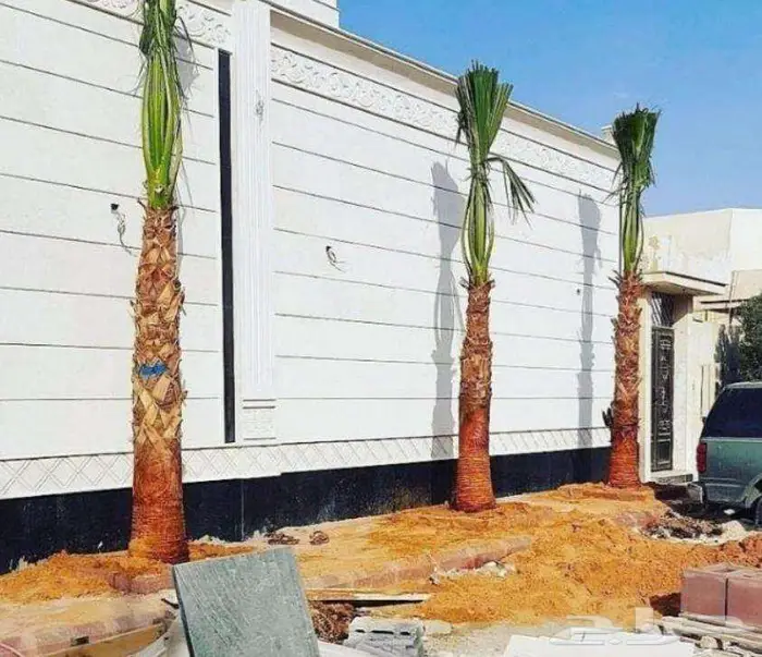 نخل واشنطني زينه واشنطونيا 0