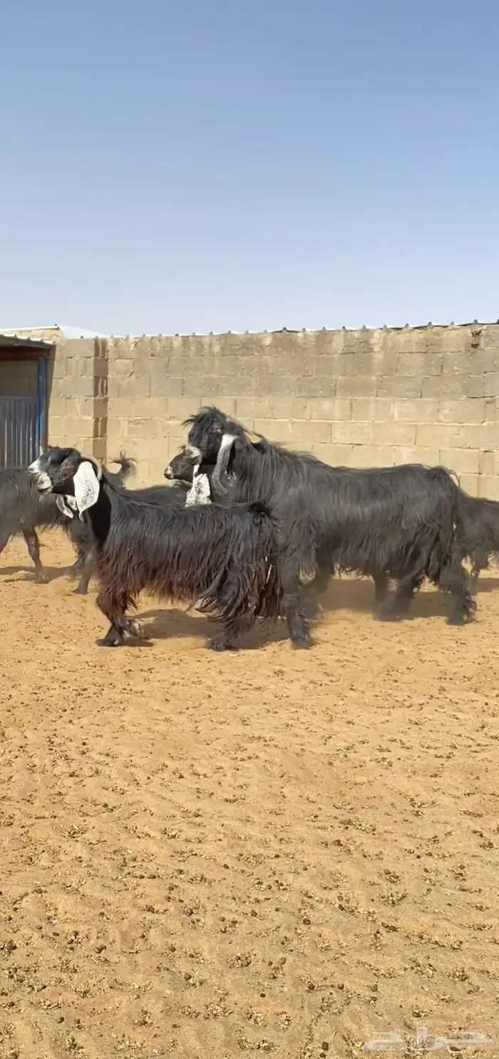 معزا عوارض خلفات فاخره 1