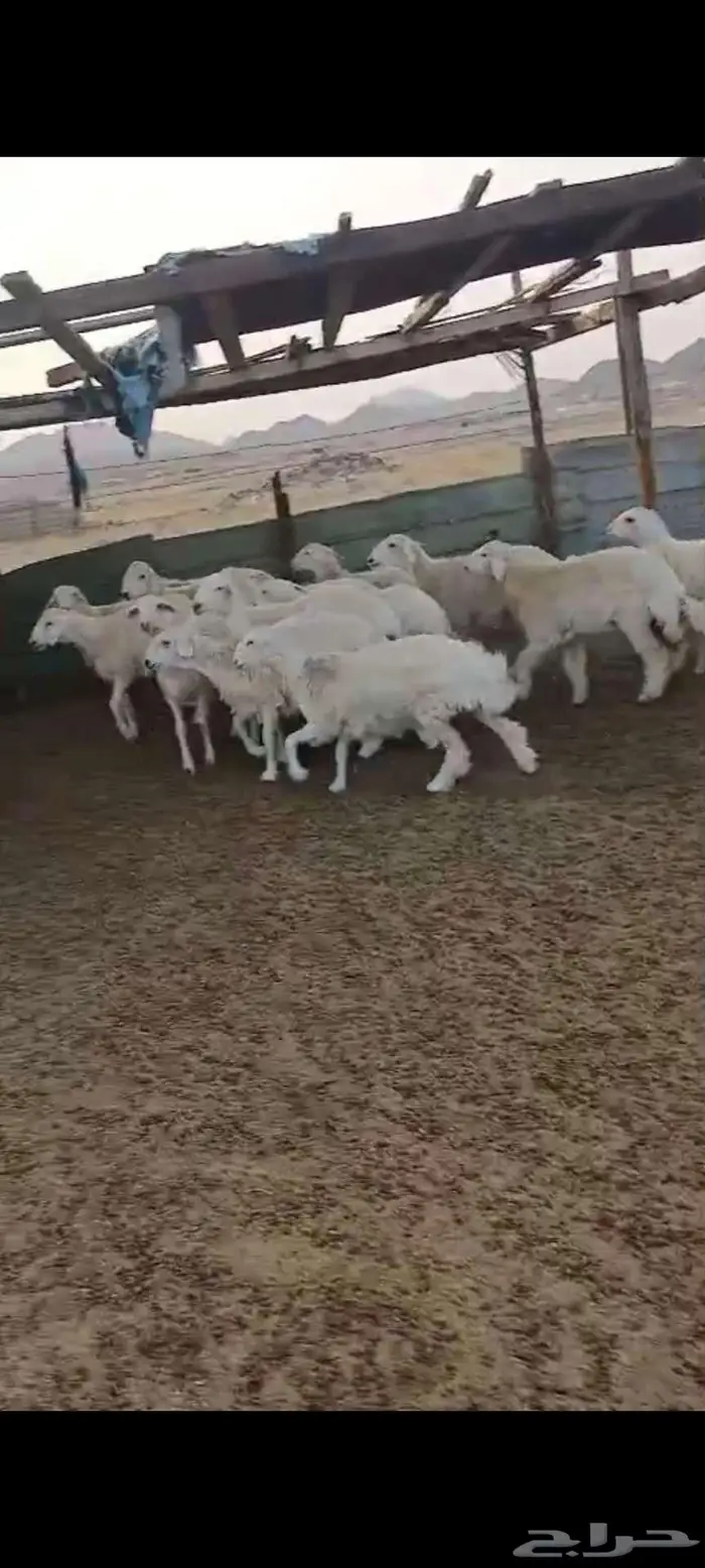 رخال مقنا او ذبايح . وطليان جبرة 1