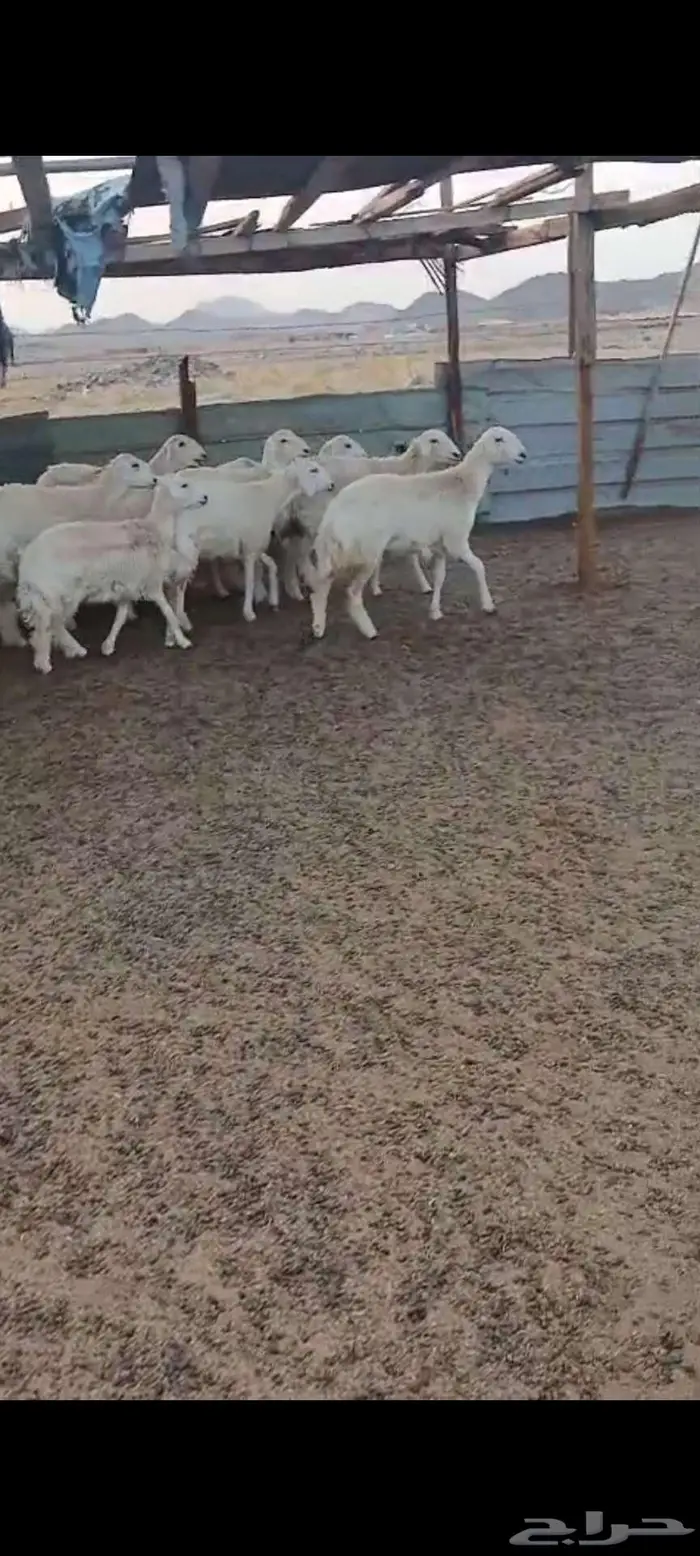 رخال مقنا او ذبايح . وطليان جبرة 4