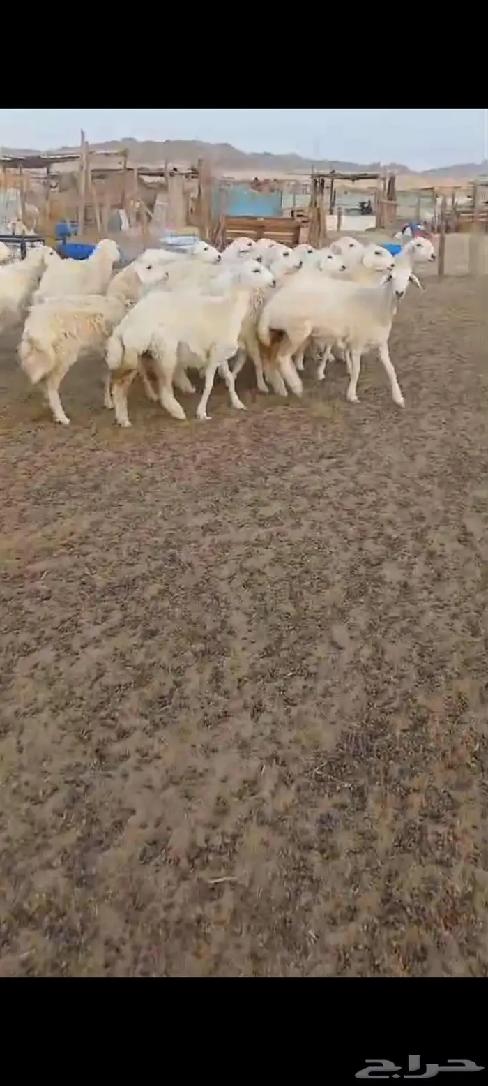 رخال مقنا او ذبايح . وطليان جبرة 3