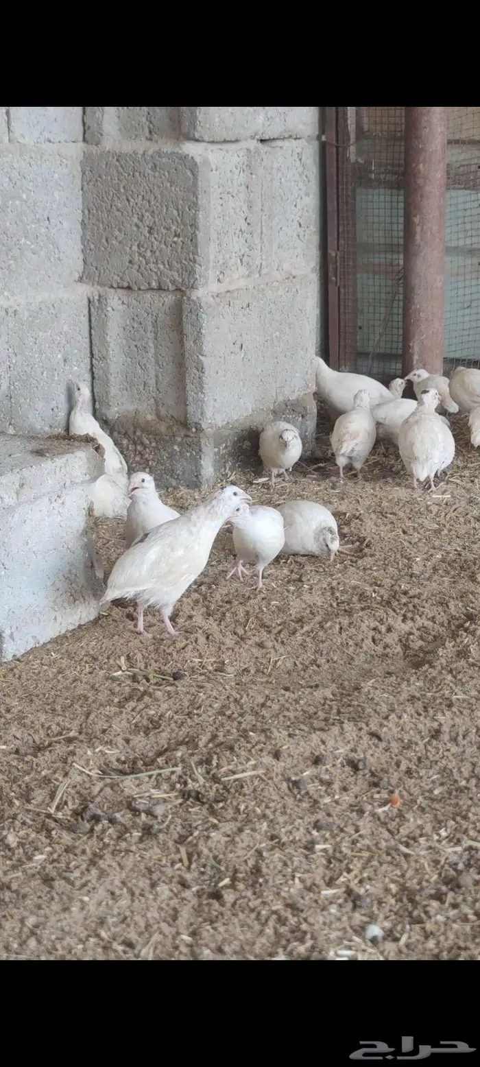 للبيع سمان هجين تاكساس 0