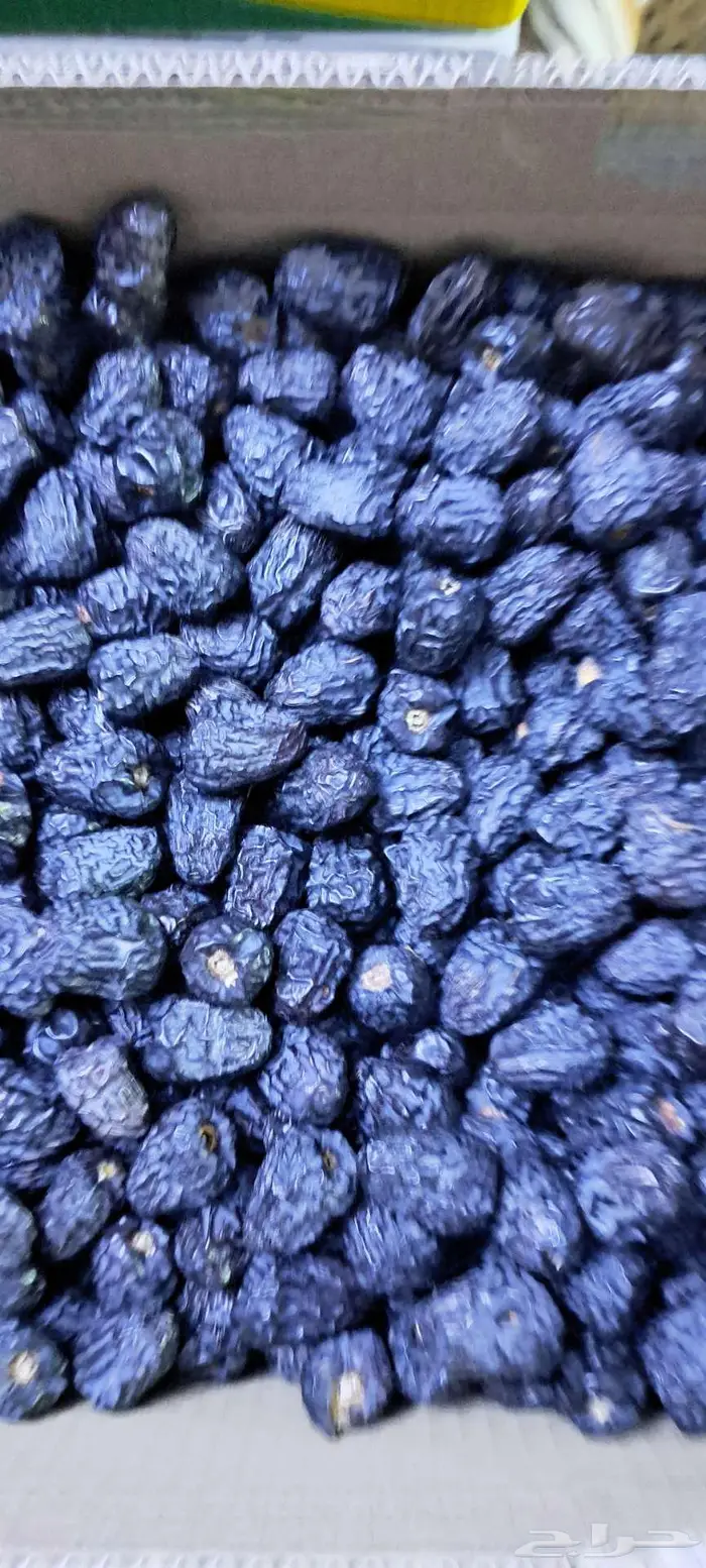 عجواء للبيع في المدينه خيبر 2