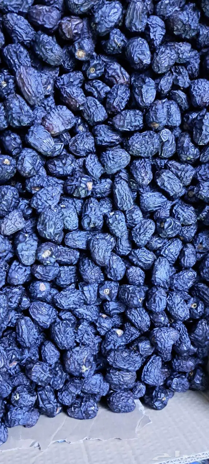 عجواء للبيع في المدينه خيبر 0