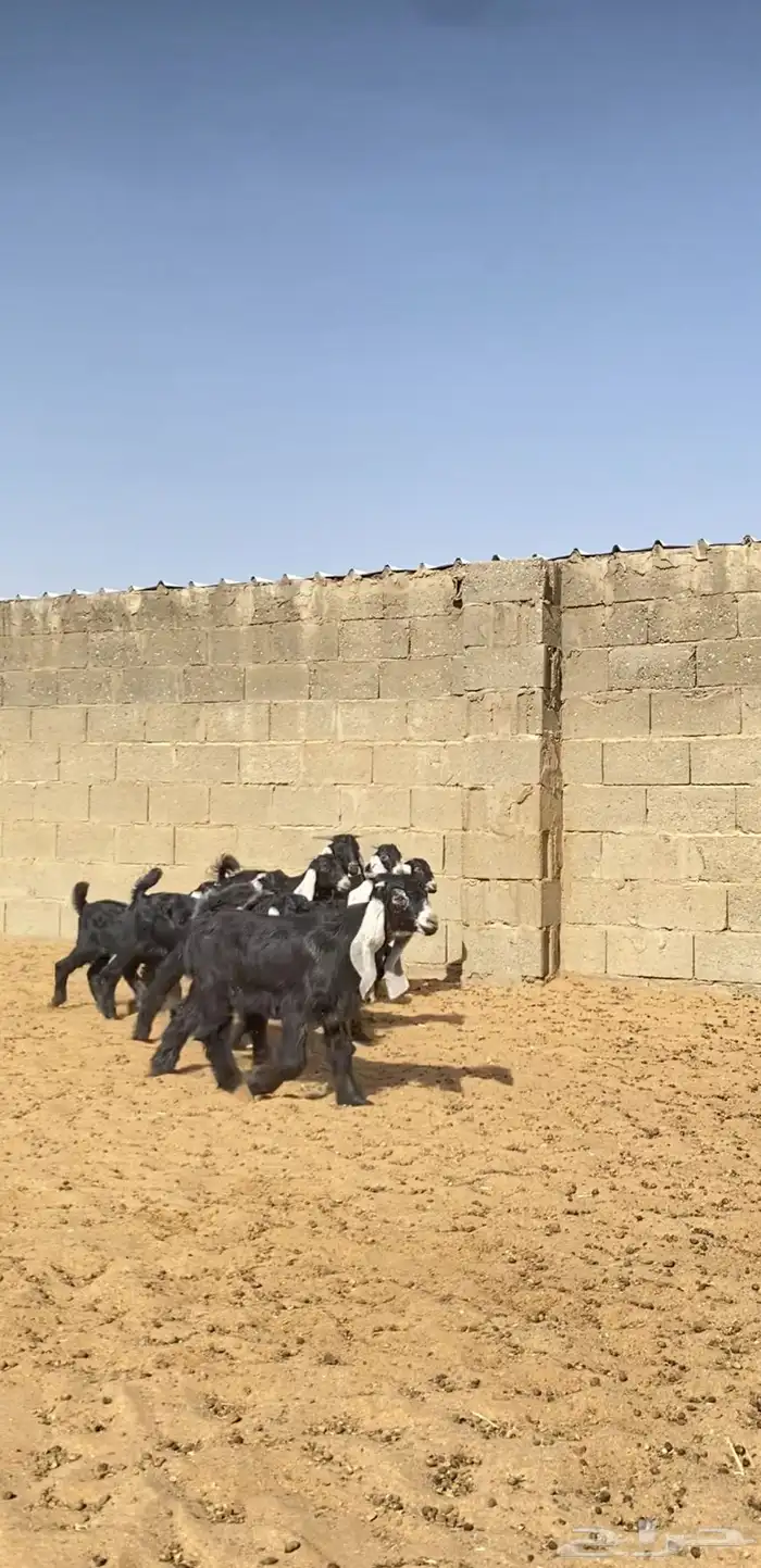 معزا عوارض خلفات فاخره 3