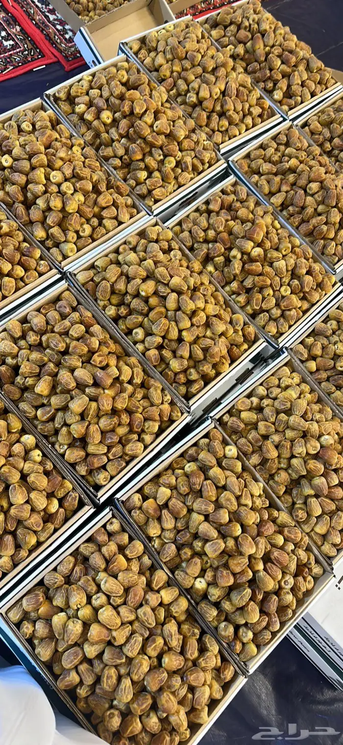 تمر سكري فاخر 3
