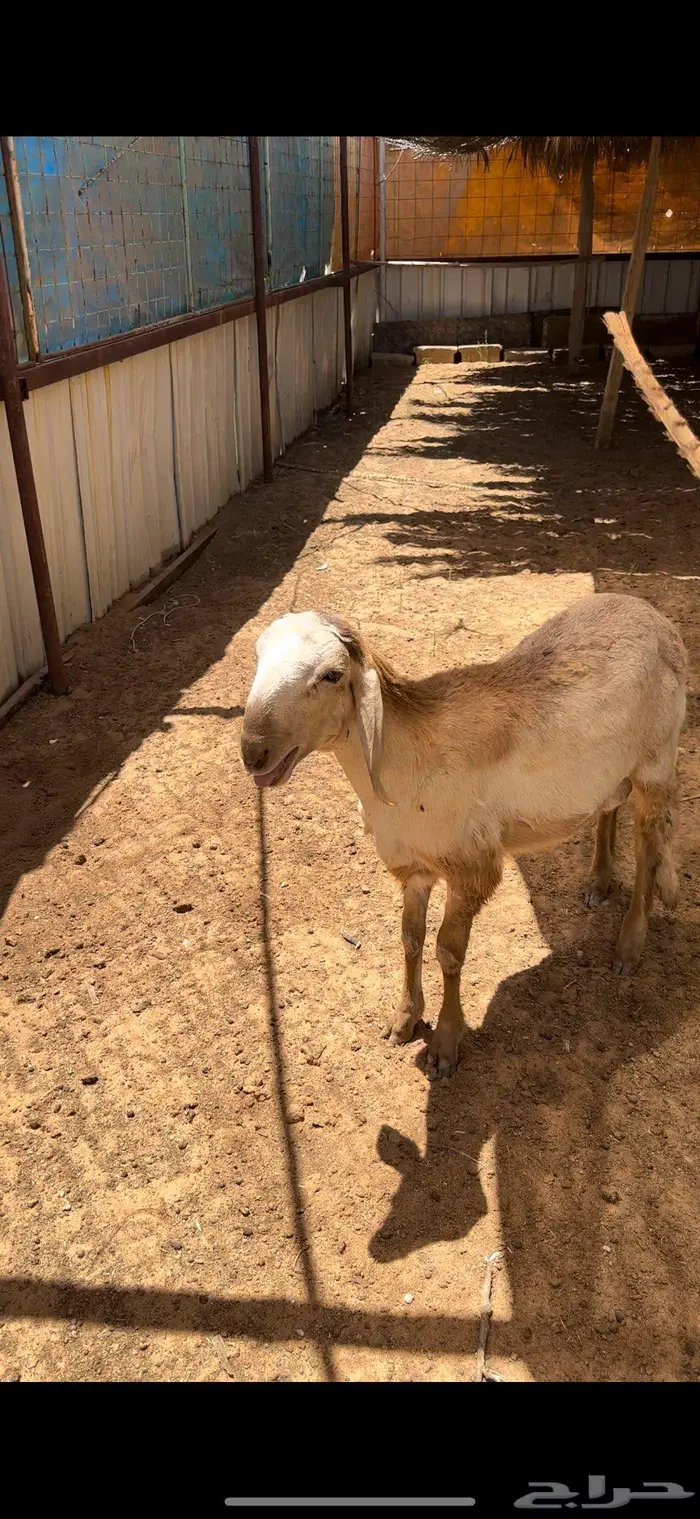 ساكني ولاد الديره 1