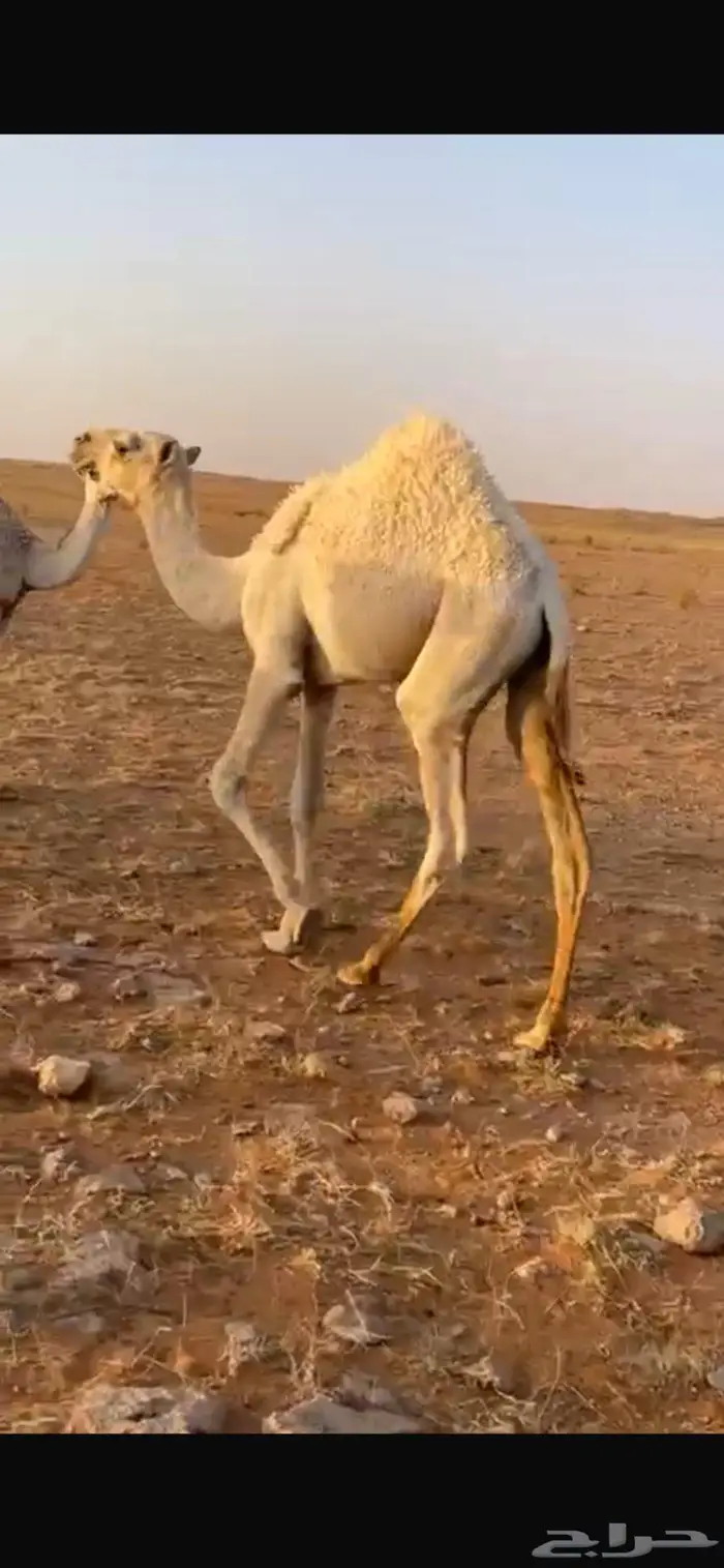 قعدان لبلع 1