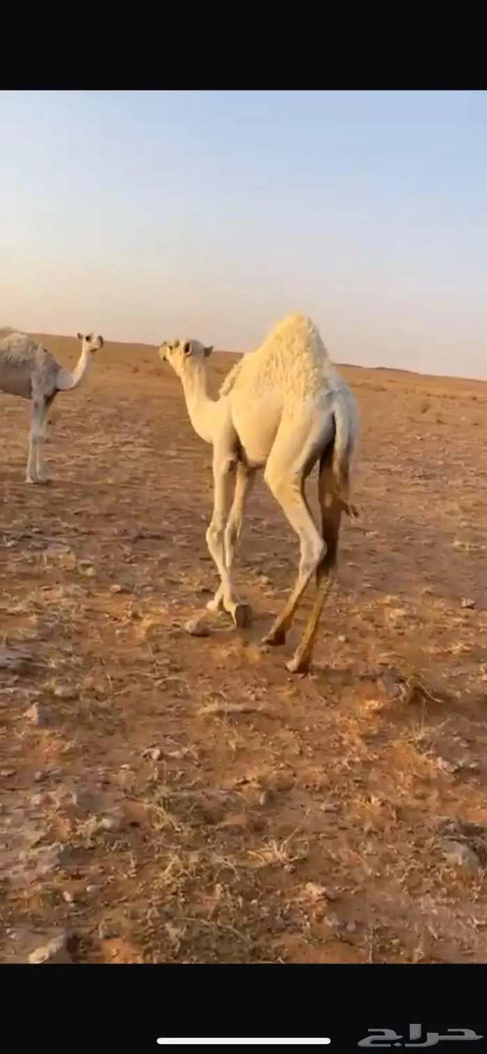 قعدان لبلع 0