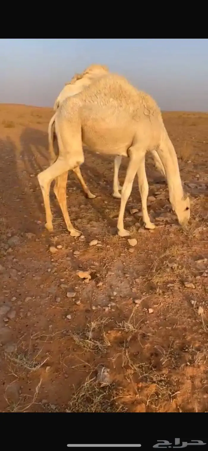 قعدان لبلع 3