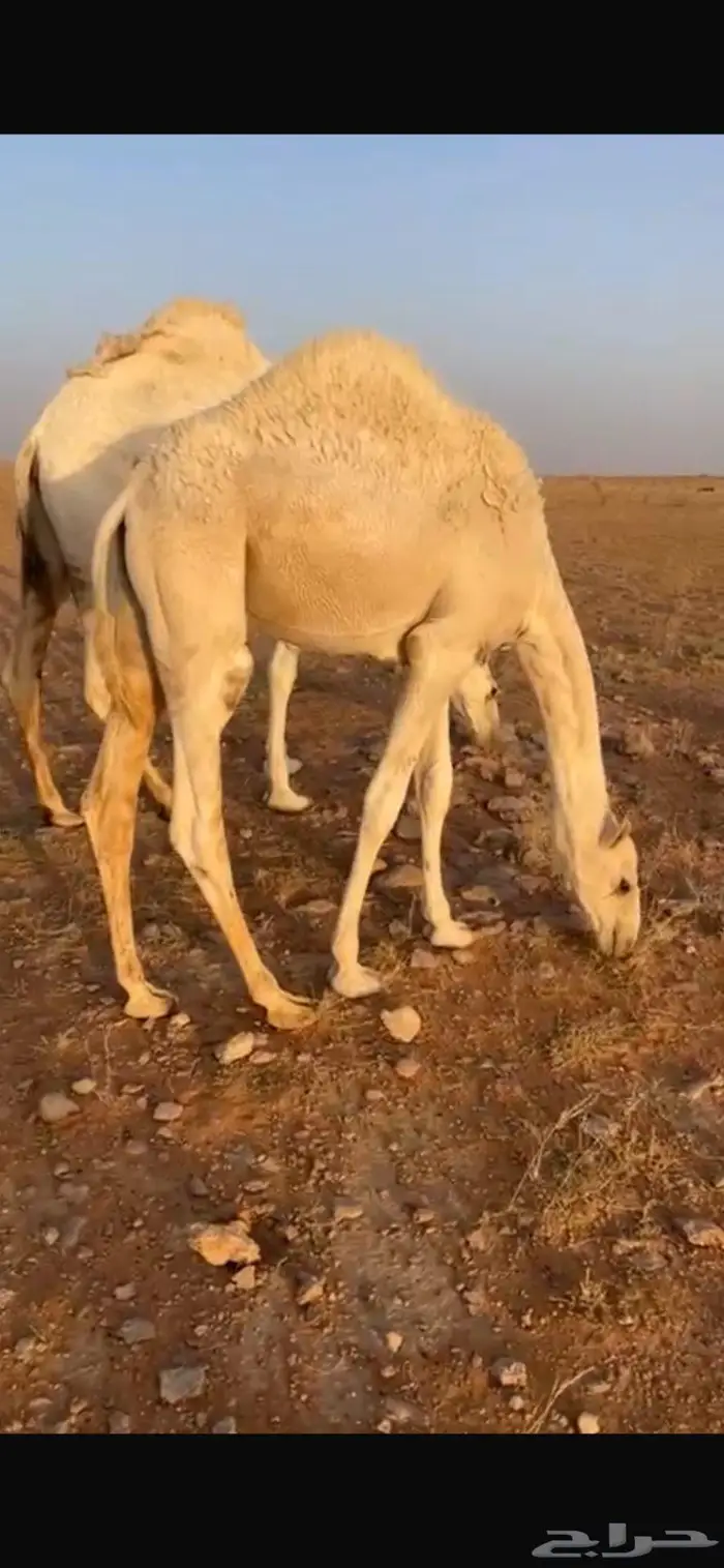 قعدان لبلع 2