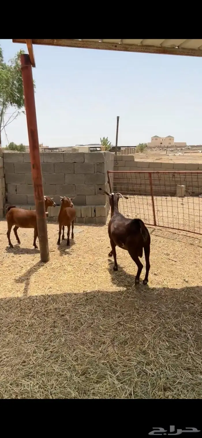 عنز متاوم 2