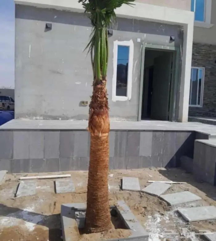 نخل واشنطني نخيل واشنطن 6