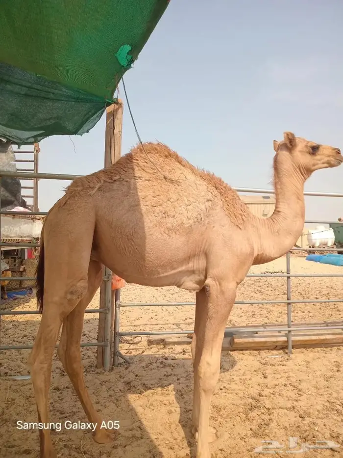 الجبيل قعود للبيع 4250 0