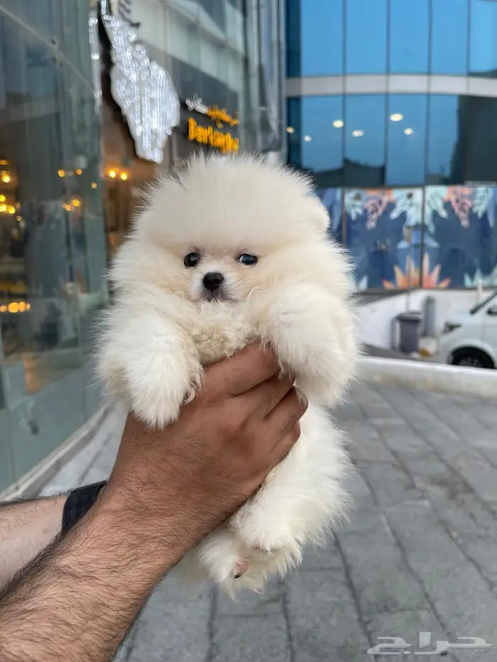 تي كب بوميرينيان teacup pomeranian 4