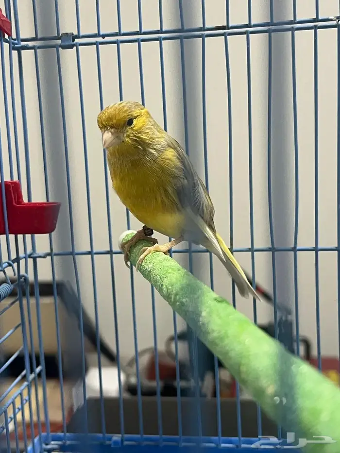 ذكر كناري سوري 1