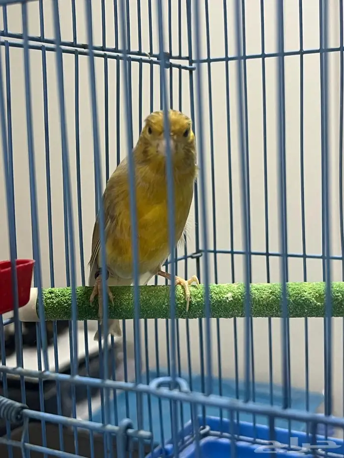 ذكر كناري سوري 3