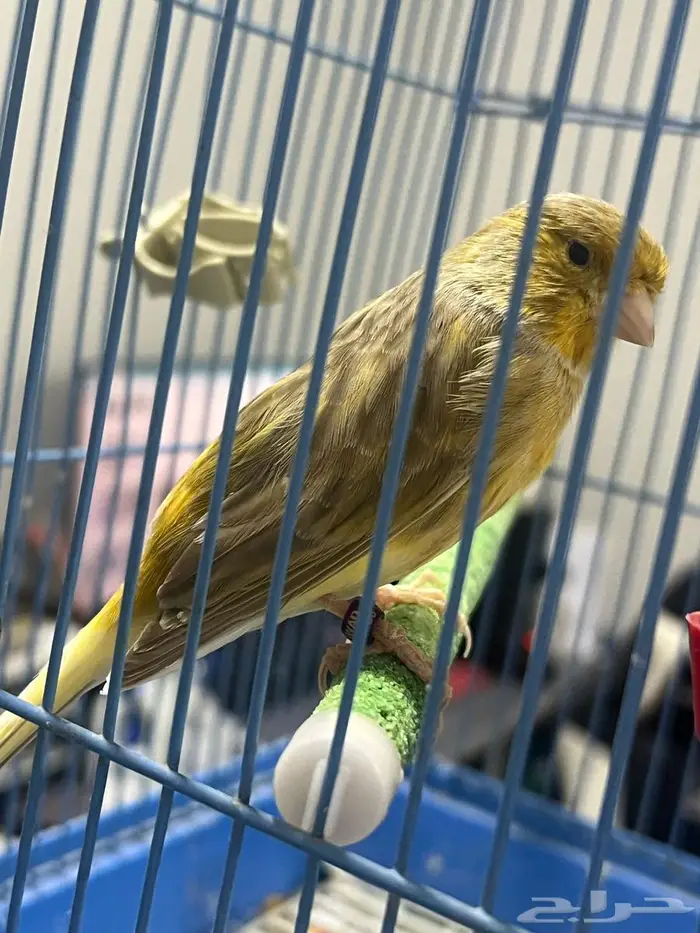 ذكر كناري سوري 7