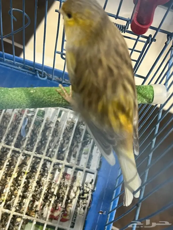 ذكر كناري سوري 2