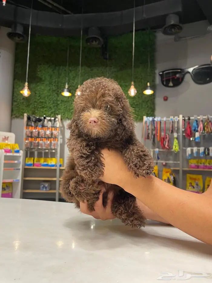 توي بودل شوكليت toy poodle 3